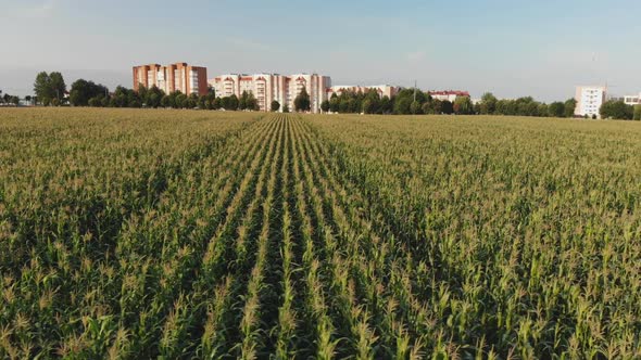 A Cornfield of Green By the City alt