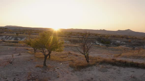 Small Trees Growing on a Sandy Land. alt