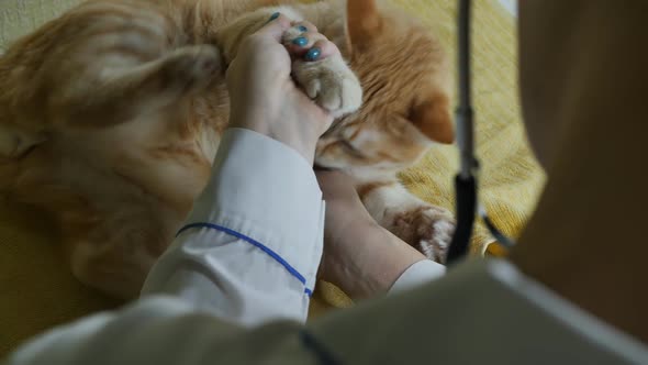 a Veterinarian with Green Nails Listens to a Ginger Cat with a Stethoscope