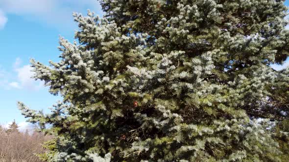 White Fir tree coniferous evergreen on blue sky