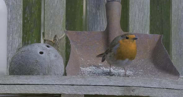 Robin Redbreast Small Song Bird Feeding Bird Table Small Shovel