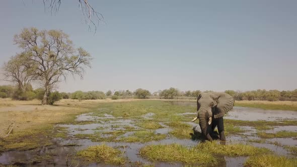Drone view of an Elephant in a river in Botswana