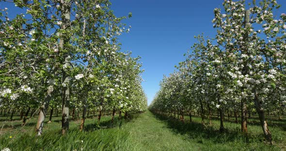 apple trees blooming during the spring season, Occitanie, southern France alt