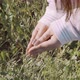 Wild Poppy in the Palms of a Young Woman on a Background of Grass - VideoHive Item for Sale
