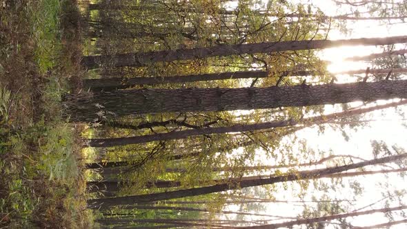 Vertical Video Aerial View of Trees in the Forest on an Autumn Day in Ukraine Slow Motion alt