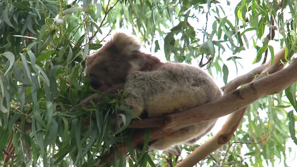 Koala eating eucalyptus leaves alt