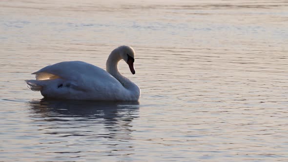 The swan drinks water. A lone swan is resting on the calm surface of the water.