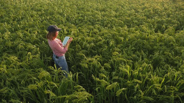 Woman Farmer with Digital Tablet in the Millet Field alt