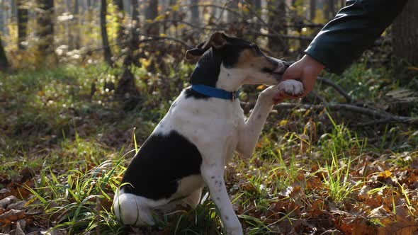 A woman's hand holds a dog's paw. alt
