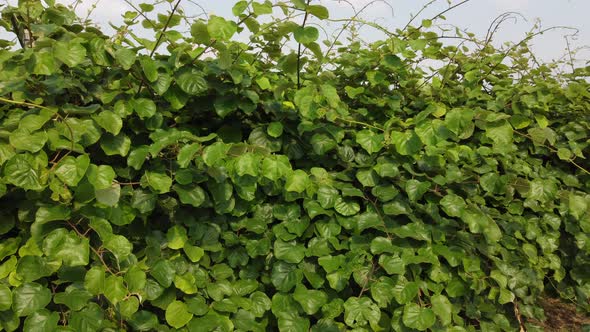 Kiwi Fruit Plant Agriculture in Rural Countryside Farm alt