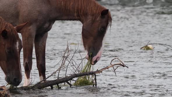 The horse rears its head up while eating in a river in the Sonoran desert. alt