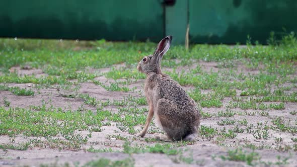 Wild hare (lepus europaeus) closeup on grassy land