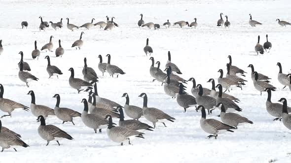 Canadian Geese Walking in Slow Motion