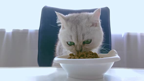 Closeup Charming White Shorthair Cat Sniffs and Eats Dry Food From a White Bowl