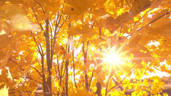 Sunset Shine Through Vibrant Yellow Fall Leaves 