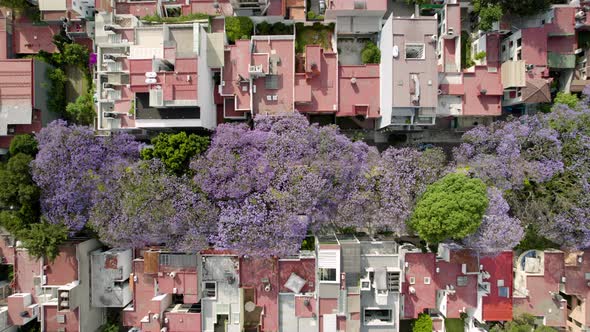 cenital view of Jacaranda flowers in mexico city alt