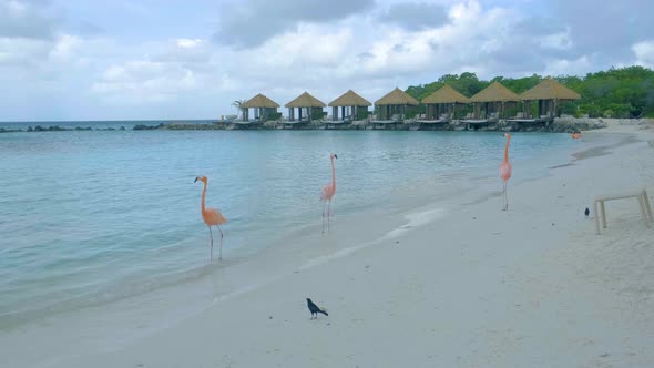 Aruba Beach with Pink Flamingos at the Beach Flamingo at the Beach in Aruba Island Caribbean alt