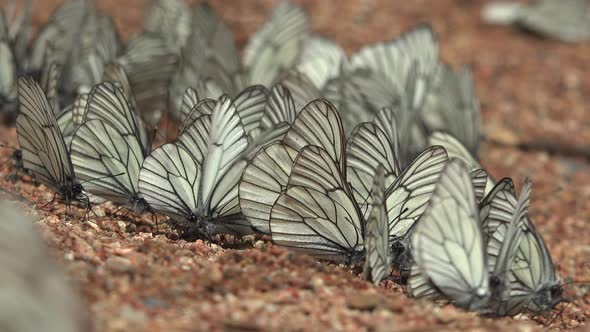 Large Flock of Aporia Crataegi Butterflies and Black-Veined White Butterfly on Ground Surface alt