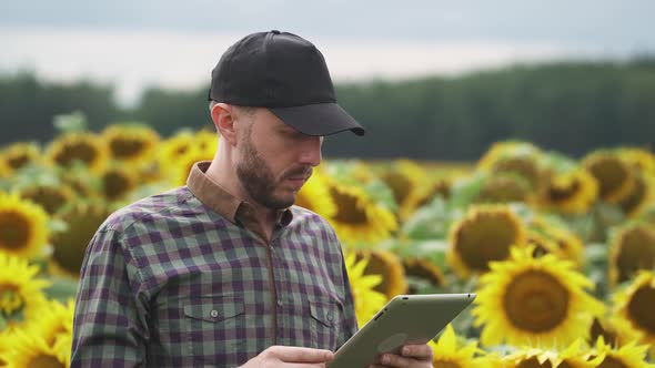 An Farmer Man Stands in the Field of Sunflowers and Works on a Screen Tablet Investigating Plants alt