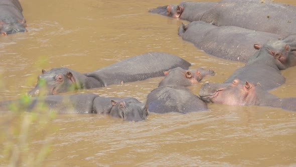 Mara River with hippos alt