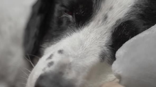 Cute dogs nose while he sleeps on couch in cosy home alt