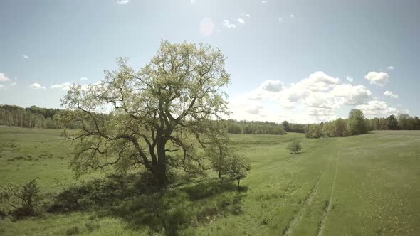 Camera Flying Left About Large Beautiful Tree From Ancient Times