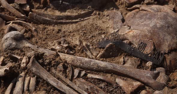 Skulls and Bones of People in the Ground Work of the Search Team at the Site of a Mass Shooting of alt