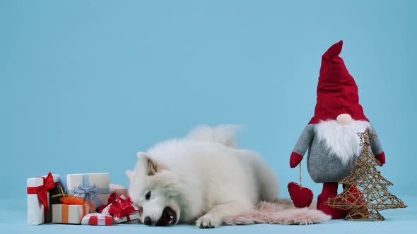 A Playful Samoyed Dog Lies on a Fur Blanket Next to Christmas Gifts and a Wire Tree Chewing on a Red alt