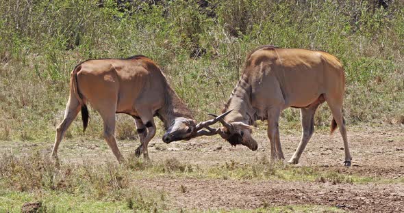 Cape Eland, taurotragus oryx, Males Fighting, Nairobi Park in Kenya, Masai Mara Park in Kenya alt