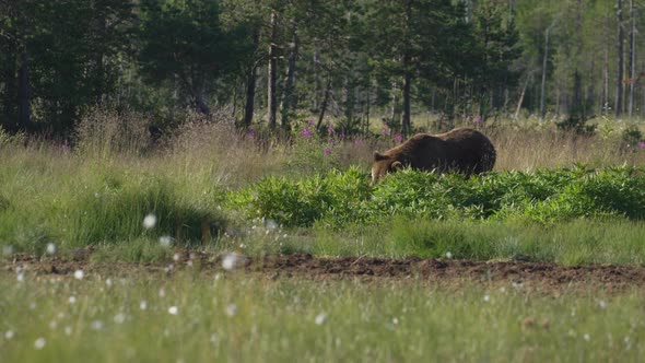 Brown Bear Eating Plants In The Dense Green Field - Medium Shot alt
