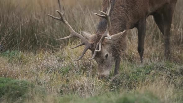 Red deer stag eating grass close up slow motion alt
