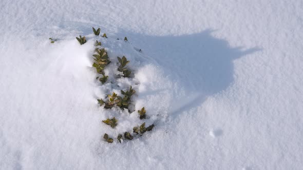 Bush Under White Snow alt