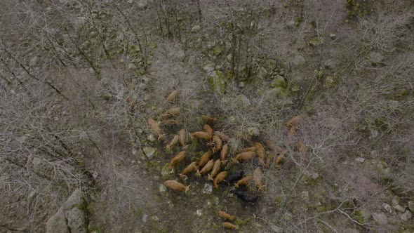 Aerial riser above highland cattle in rocky landscape with leafless trees alt