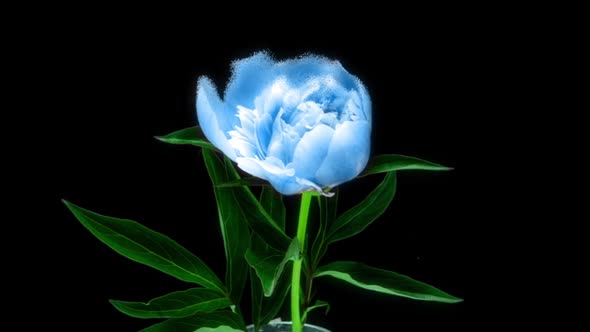 Futuristic Scene with Beautiful Blue Peony