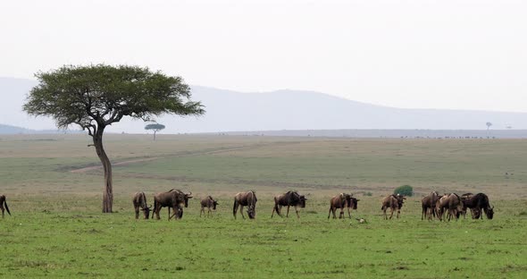Blue Wildebeest, connochaetes taurinus, Herd during Migration, Masai Mara park in Kenya alt