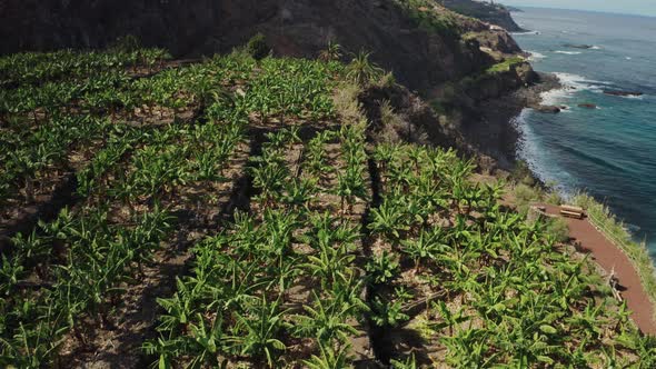 Aerial View Of A Banana Plantation In Tenerife alt