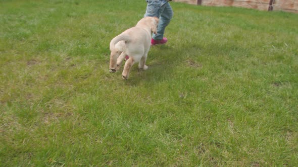 Сhild Plays with a Labrador Puppy on Green Grass. Slow Motion. alt
