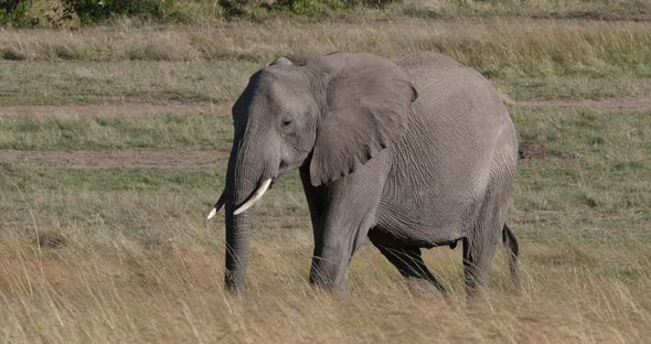 952051 African Elephant, loxodonta africana, Mother and Calf walking through savannah, Masai Mara Pa alt
