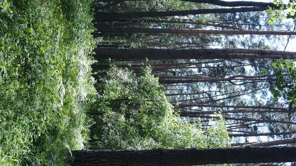 Vertical Video of Forest Landscape in Summer Slow Motion alt