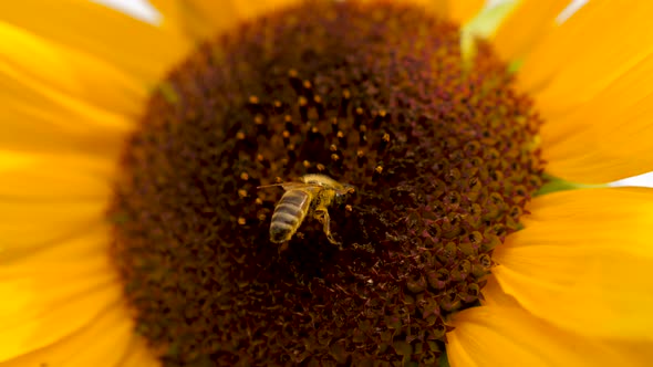 Bee collecting pollen on sunflower head.