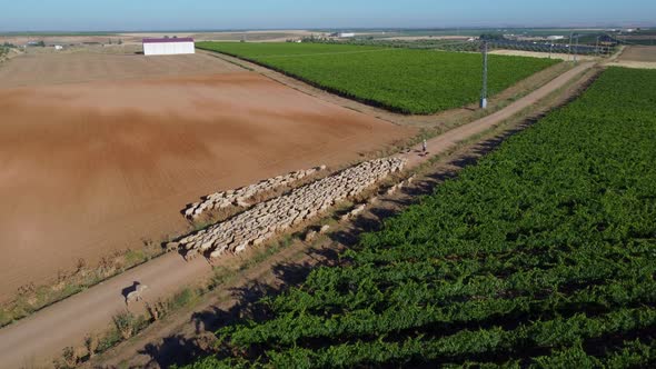 Sheep in the field seen from the air alt