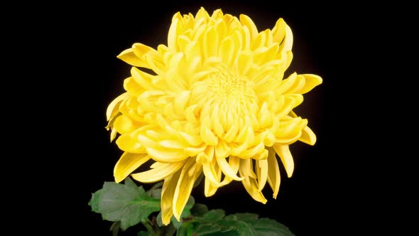 Beautiful Yellow Chrysanthemum Flower Opening alt