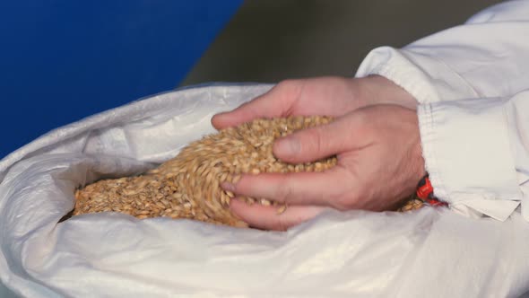 Close Up Shot of Hands of Master Brewer with Barley Seeds