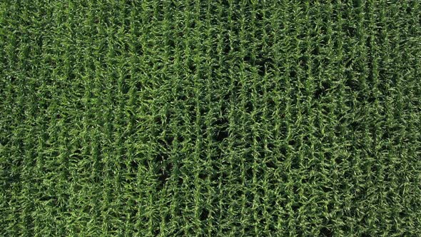 Top view of sweet corn crop by early morning 4K aerial video