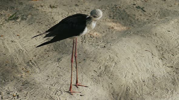 Black Winged Stilt Close-up.