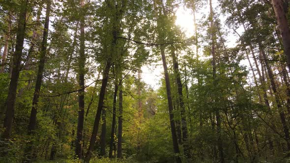 Trees in the Forest on an Autumn Day alt