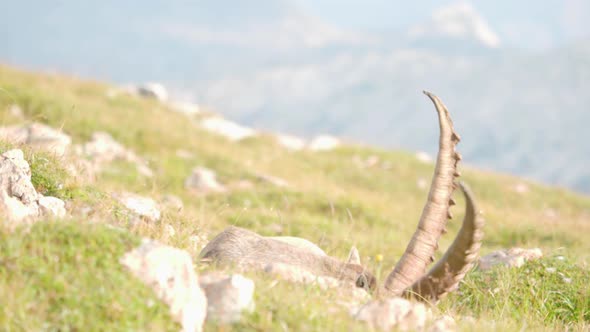 The horns of an Alpine ibex peeking from the rocky slopes of Schneibstein in Golling Austria alt