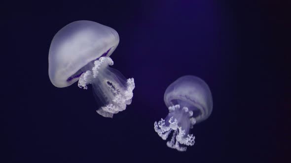 Two translucent Rhizostoma Luteum jellyfish floating in zoo aquarium, medium shot alt