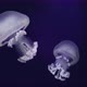 Two translucent Rhizostoma Luteum jellyfish floating in zoo aquarium, medium shot - VideoHive Item for Sale