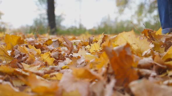 Close Up of Male Foot Stepping on Colorful Fallen Foliage in Forest alt